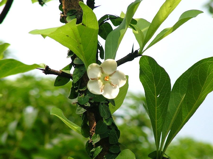 ตะลุมพุก สรรพคุณและประโยชน์