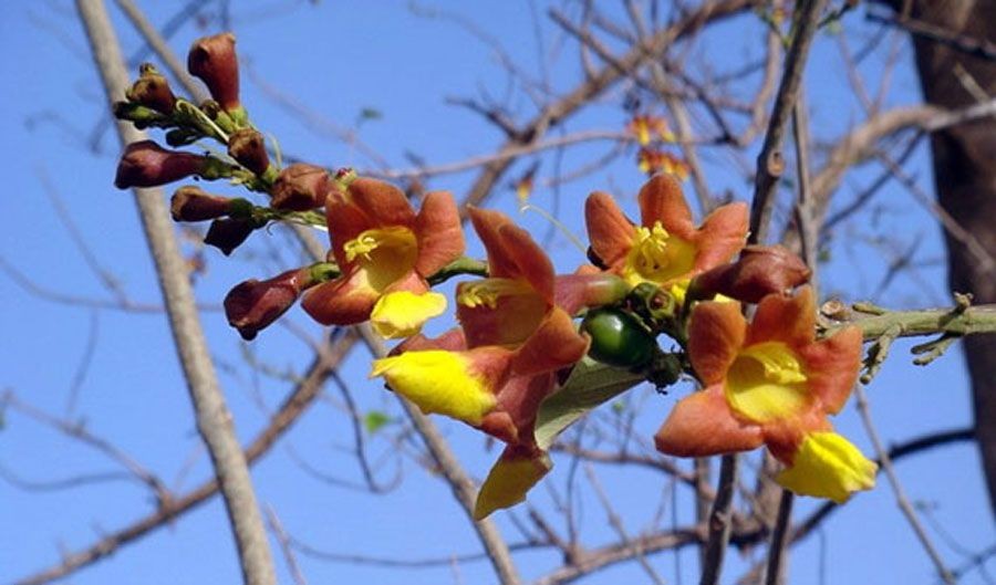 ซ้อ สรรพคุณและประโยชน์