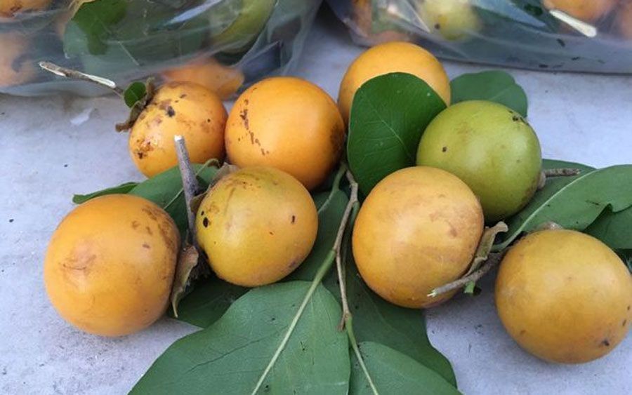 ตะโกนา สรรพคุณและประโยชน์