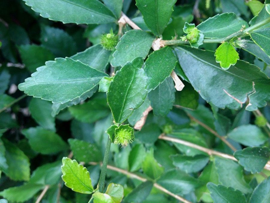 ชาข่อย สรรพคุณและประโยชน์