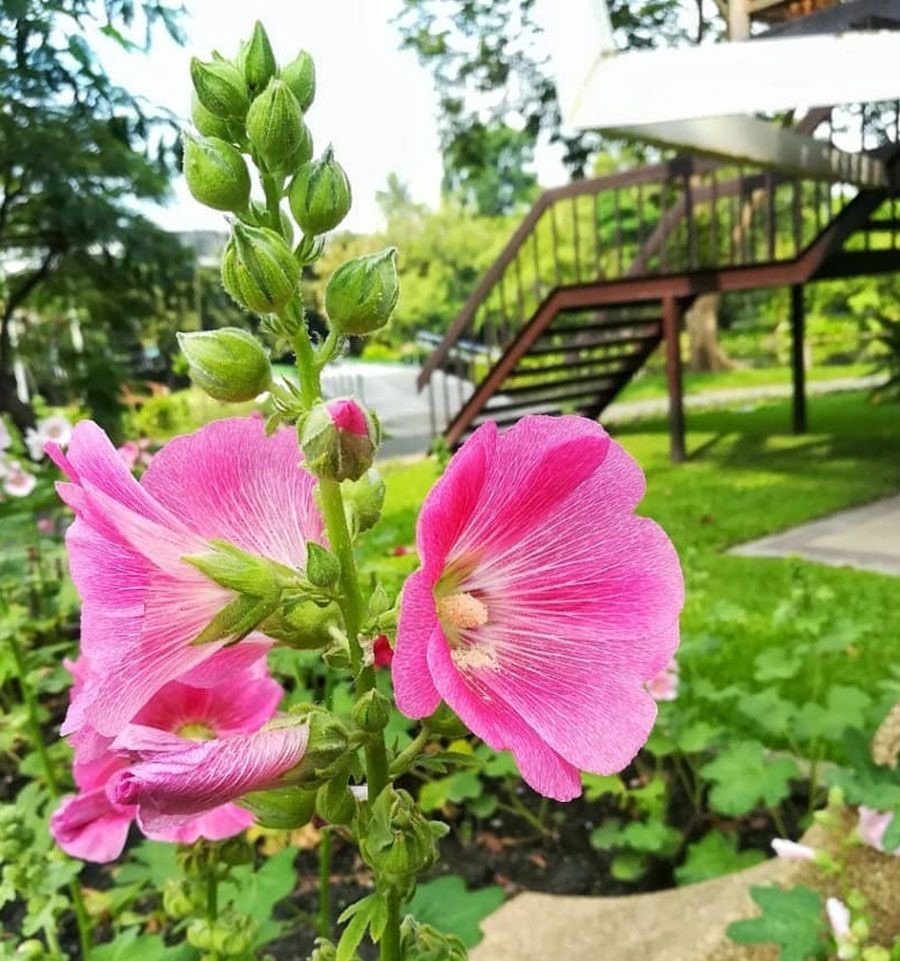 ฉัตรทอง สรรพคุณและประโยชน์