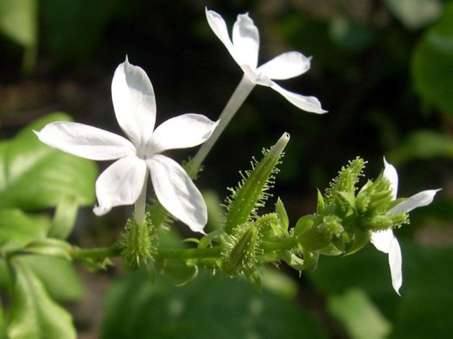 เจตมูลเพลิงขาว สรรพคุณและประโยชน์