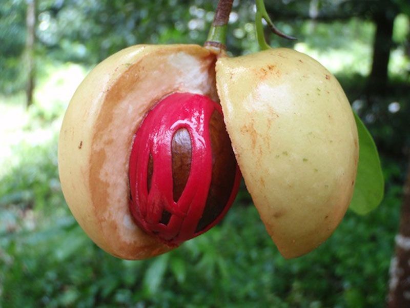 จันทน์เทศ  สรรพคุณและประโยชน์