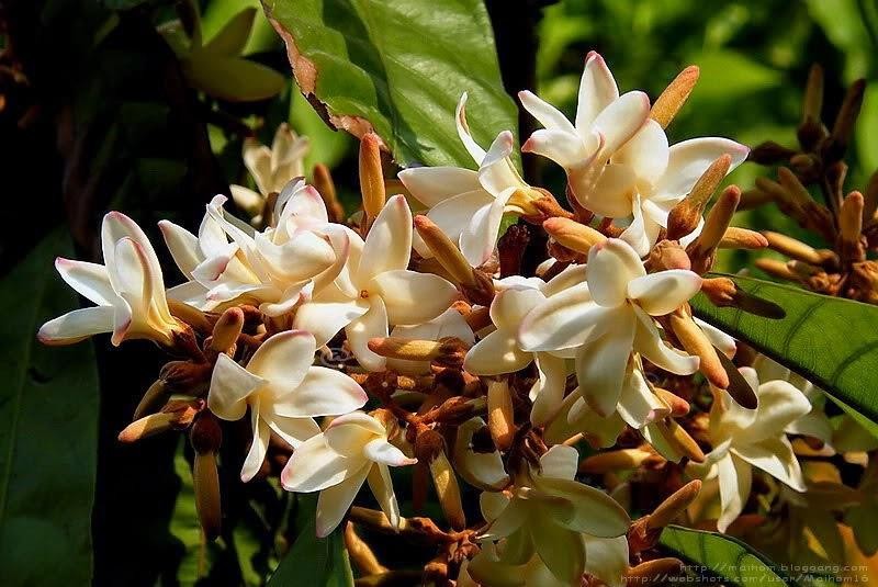 จันทน์กะพ้อ สรรพคุณและประโยชน์