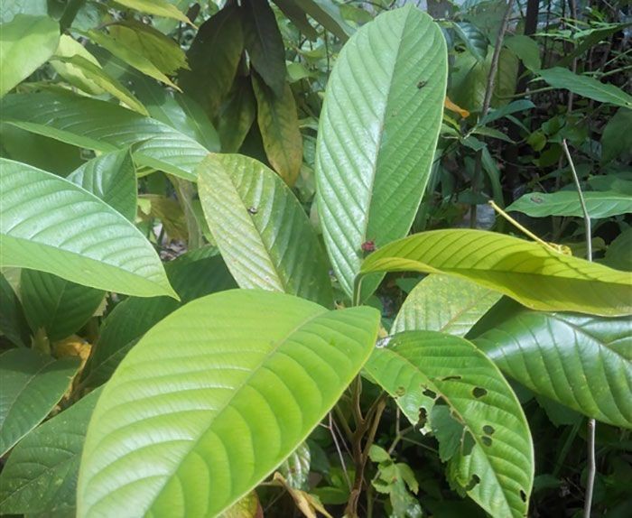 เคี่ยม สรรพคุณและประโยชน์