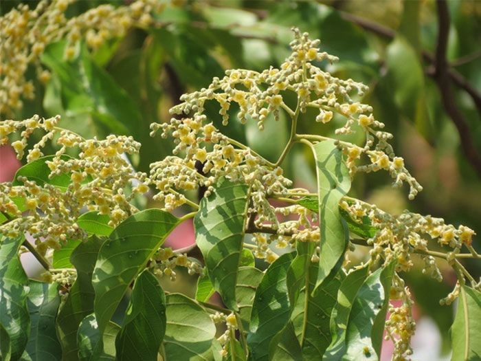 ต้นตะเคียนทอง  สรรพคุณและประโยชน์