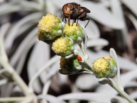 แอหนัง สรรพคุณและประโยชน์