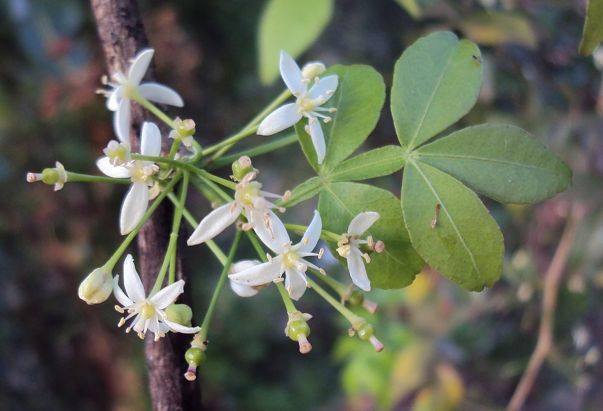 กระแจะ  สรรพคุณและประโยชน์
