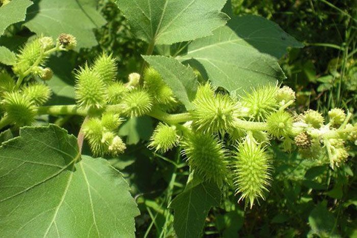 กระชับ สรรพคุณและประโยชน์