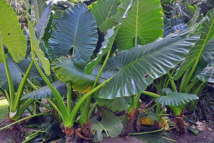 กระดาด สรรพคุณและประโยชน์