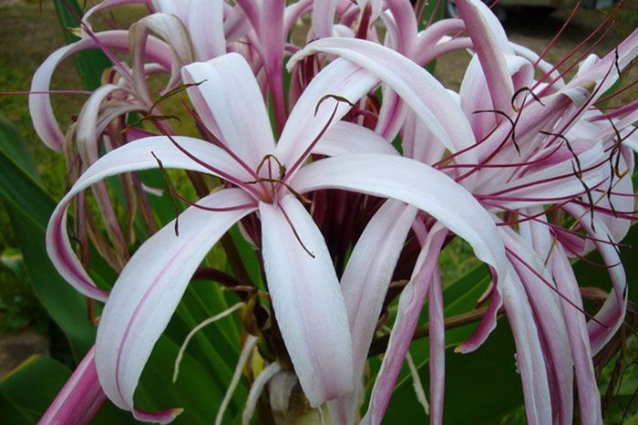 พลับพลึงดอกแดง สรรพคุณและประโยชน์