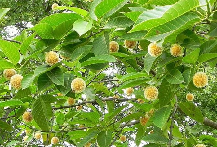 กระทุ่ม สรรพคุณและประโยชน์