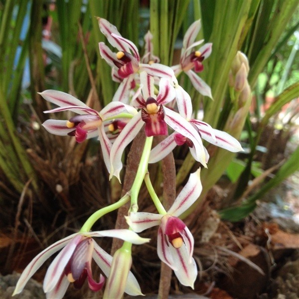 กะเรกะร่อน สรรพคุณและประโยชน์