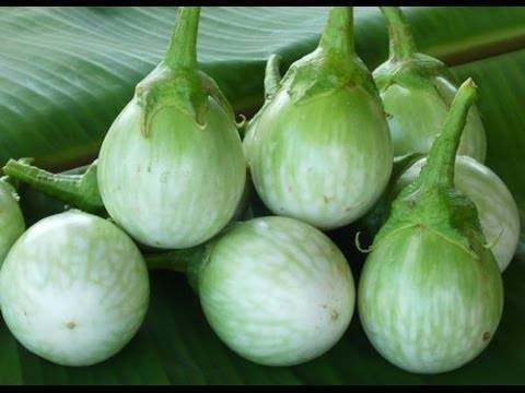 ความดีของมะเขือเปราะ