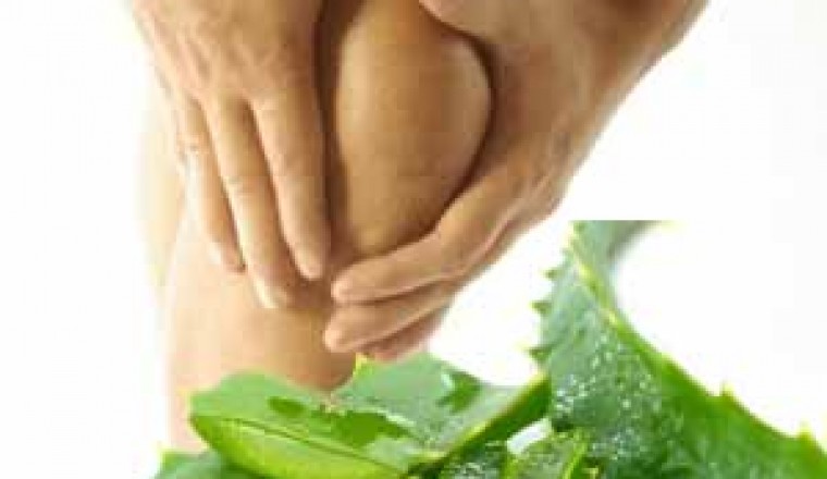 ว่านหางจระเข้แก้ปวดไขข้อ