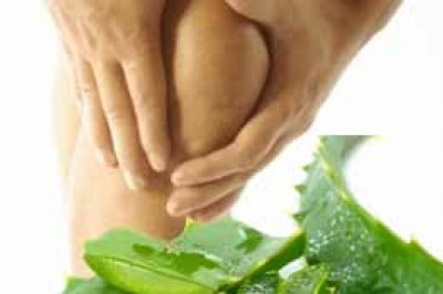 ว่านหางจระเข้แก้ปวดไขข้อ