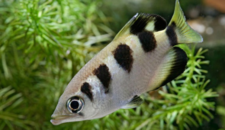 ปลาขมังธนู (เสือพ่นน้ำ)