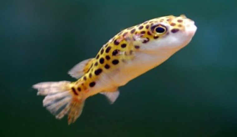 ปลาปักเป้าเหลืองทอง