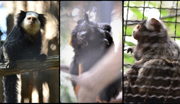 สวนสัตว์ขอนแก่น ต้อนรับสมาชิก ลิงหายาก 4 ชนิด รับเที่ยวปีใหม่