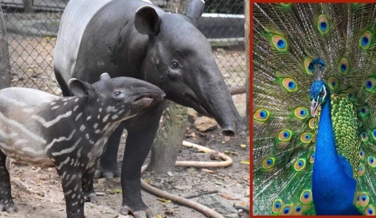 องค์การสวนสัตว์ฯ ชวนเที่ยวสวนสัตว์ทั่วไทย ร่วมกิจกรรมอนุรักษ์ วันคุ้มครองสัตว์ป่าแห่งชาติ