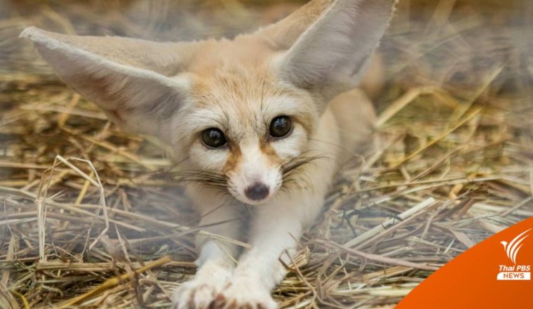 Exotic Pet สัตว์เลี้ยงพิเศษ ที่อยากชวนมาทำความรู้จัก