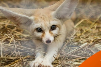 Exotic Pet สัตว์เลี้ยงพิเศษ ที่อยากชวนมาทำความรู้จัก