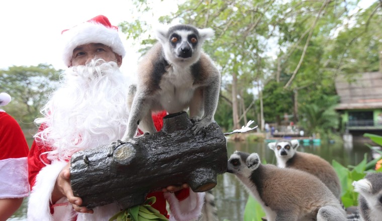 สวนสัตว์เปิดเขาเขียว ส่งมอบความสุขให้สัตว์ป่า เทศกาลแห่งความสุข ‘Merry Christmas’
