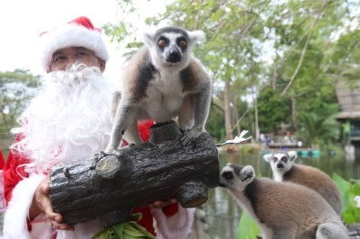 สวนสัตว์เปิดเขาเขียว ส่งมอบความสุขให้สัตว์ป่า เทศกาลแห่งความสุข ‘Merry Christmas’