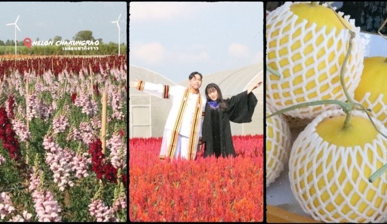 “ไร่เมล๋อน ชากังราว” กำแพงเพชร แหล่งท่องเที่ยวรับปีใหม่ สุดฟิน ชมดอกไม้สวย ชิมเมล่อนสดอร่อย
