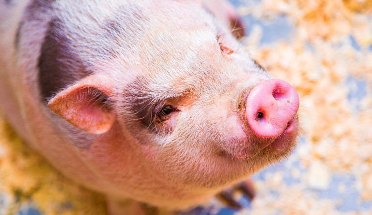 10 เรื่องแปลก ๆ เกี่ยวกับน้องหมู