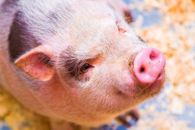 10 เรื่องแปลก ๆ เกี่ยวกับน้องหมู