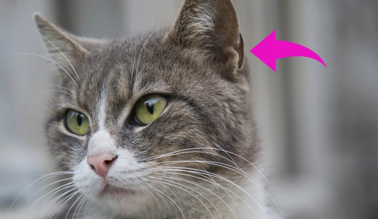 เคยสงสัยกันไหม รอยพับหลังหูแมวมีไว้ทำไม?