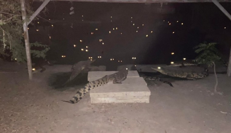 เปิดราคา เนื้อจระเข้ ฟาร์มดังลำพูน – จระเข้หัน มาแรงเวอร์ ขี้ไอ้เข้โลละ 500