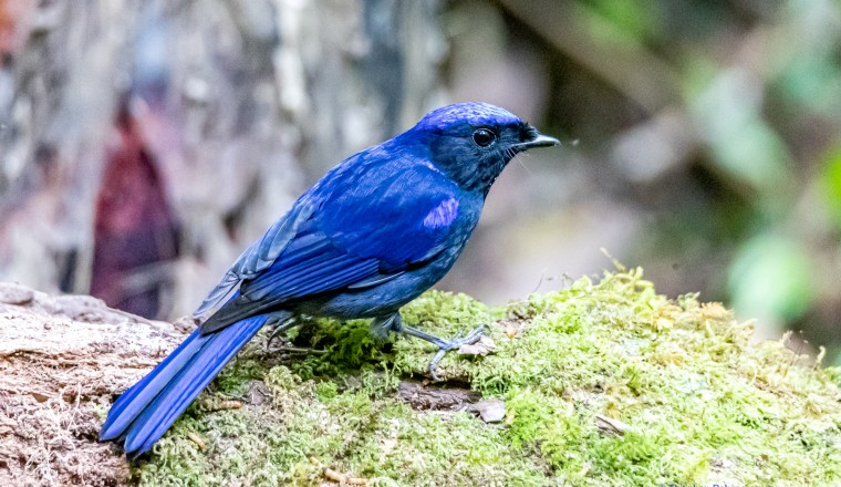 นกนิลตวาใหญ่ Large Niltava