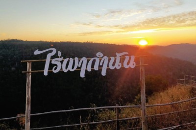 เก็บสตรอว์เบอร์รี่ ไร่ผากำนัน-เขาค้อ