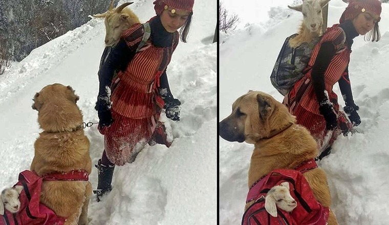 ภารกิจน่าเอ็นดู๊ว เด็กหญิงกับหมาคู่ใจช่วยแพะแม่ลูกอ่อนจากภูเขาหิมะ