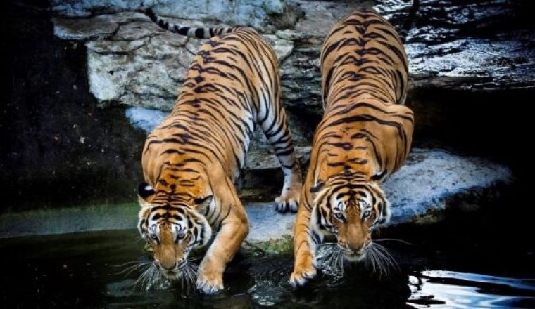 องค์การสวนสัตว์ฯ จัดแคมเปญตรุษจีน ชวนเที่ยวเสริมพลังชีวิตรับปีเสือ