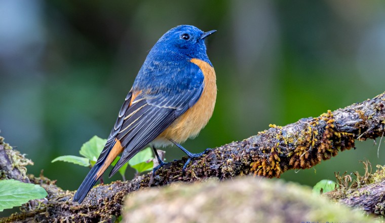 นกเขนสีฟ้าท้ายสีน้ำตาล Blue-fronted Redstart