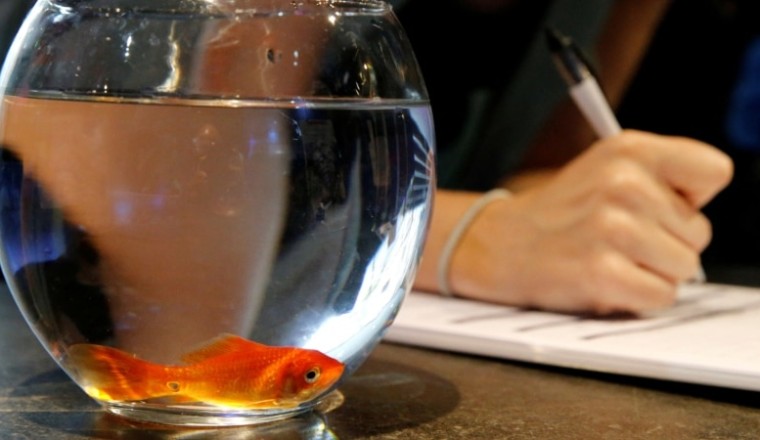 บริษัทฝรั่งเศสยุติจำหน่ายอ่างเลี้ยงปลาขนาดจิ๋ว ชี้เป็นการทารุณสัตว์