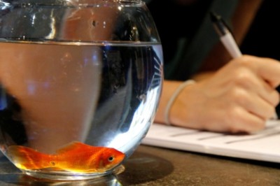 บริษัทฝรั่งเศสยุติจำหน่ายอ่างเลี้ยงปลาขนาดจิ๋ว ชี้เป็นการทารุณสัตว์