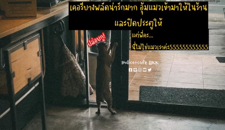 ปล่อยฉันออกไป! หนุ่มเคอรี่ใจดี อุ้มน้องแมวเข้าร้านให้ ที่ไหนได้น้องคือแมวข้างบ้าน