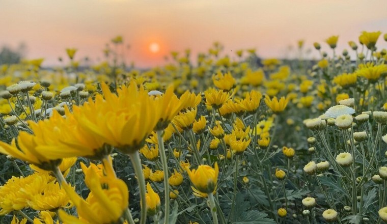 วังน้ำเขียว เตรียมจัดงานเบญจมาศบานในม่านหมอก ครั้งที่ 20 วันที่ 11-20กพ.