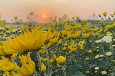 วังน้ำเขียว เตรียมจัดงานเบญจมาศบานในม่านหมอก ครั้งที่ 20 วันที่ 11-20กพ.