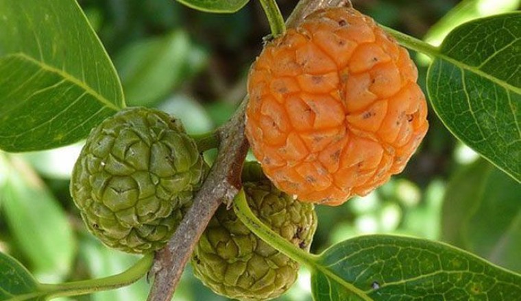 แกแล สรรพคุณและประโยชน์