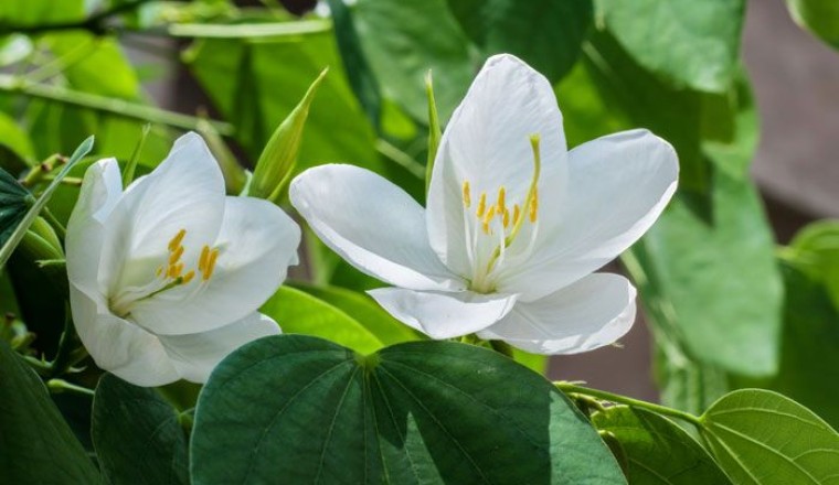 กาหลง สรรพคุณและประโยชน์