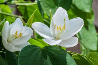 กาหลง สรรพคุณและประโยชน์