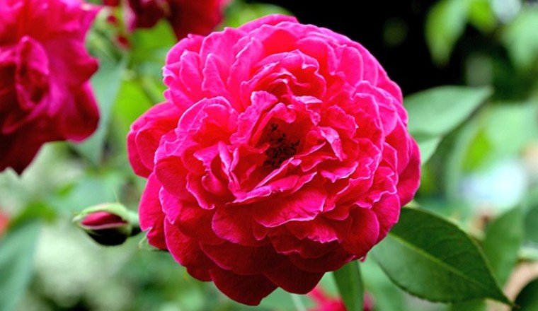 กุหลาบมอญ  สรรพคุณและประโยชน์