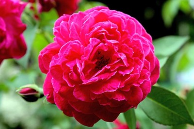 กุหลาบมอญ  สรรพคุณและประโยชน์