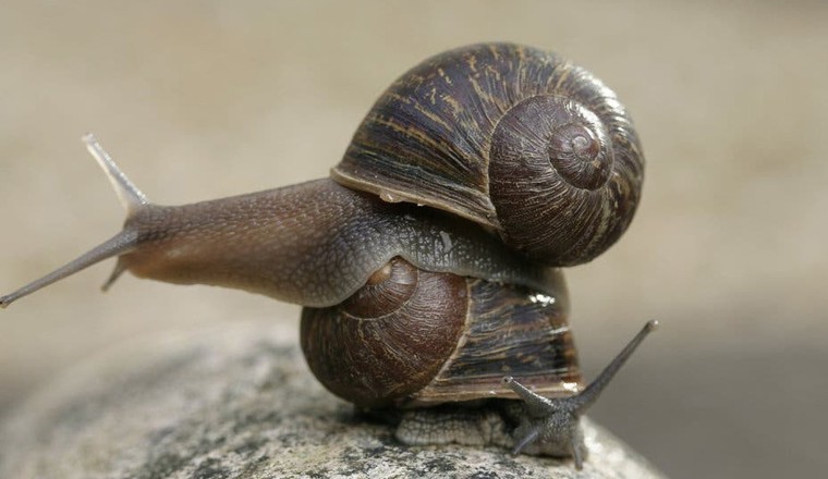 ‘เจเรมี่’ หอยทากไร้คู่ เพราะมีเปลือกวนซ้าย นักวิทย์หาคู่ให้ 2 ตัว คู่ก็ผสมพันธุ์กันเอง