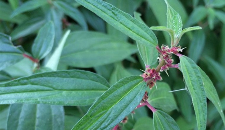 ขอบชะนาง สรรพคุณและประโยชน์